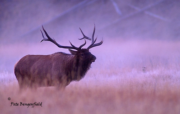 elk-4784-d