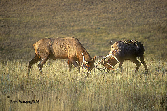 elk-0192-k