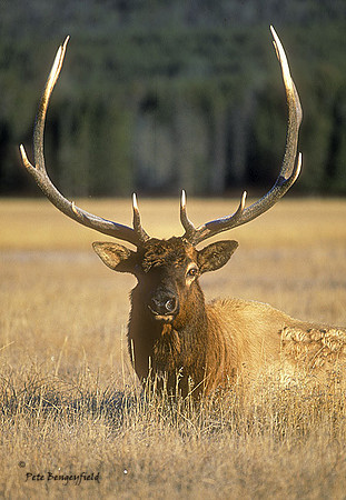 elk-0705-k