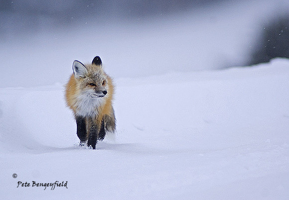 fox-366-d