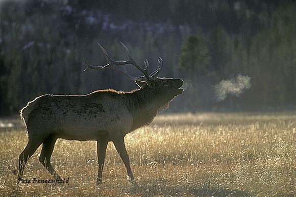 elk-0553-k