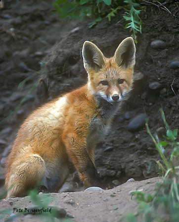 fox-212-k