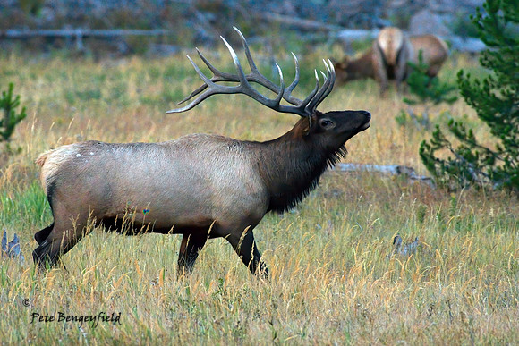 elk-4981-d