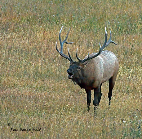 elk-4983-d