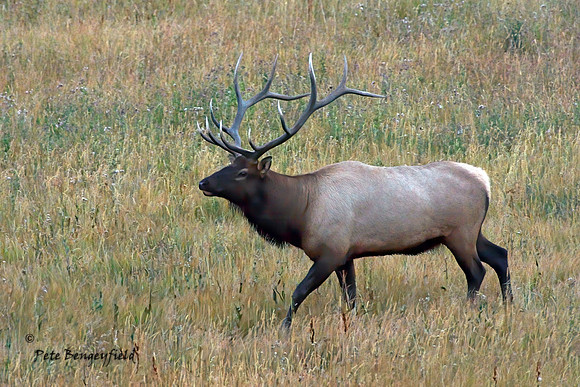 elk-4984-d-