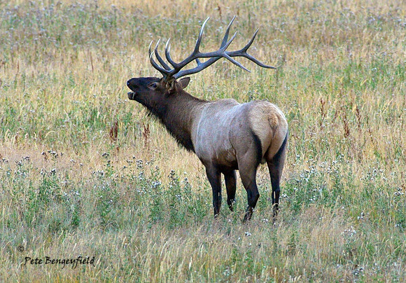 elk-4985-d