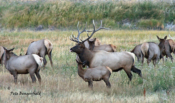 elk-4986-d