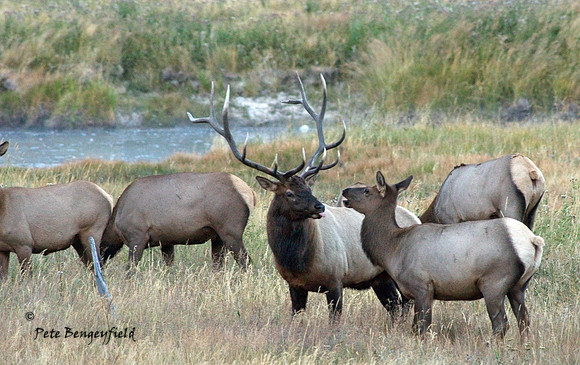 elk-4987-d