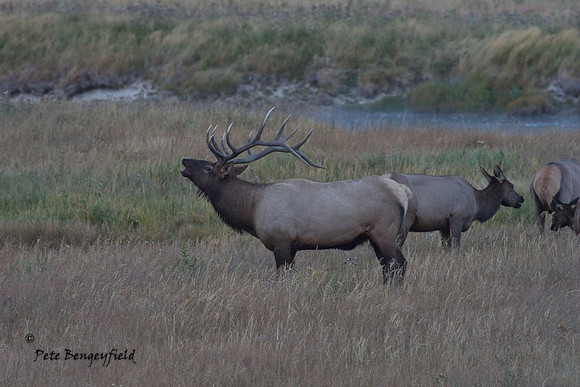 elk-4988-d