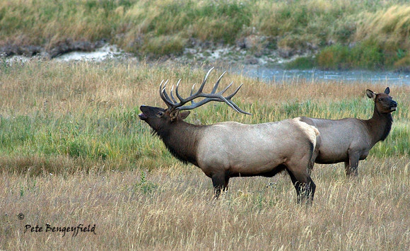 elk-4989-d