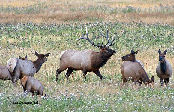 elk-4990-d