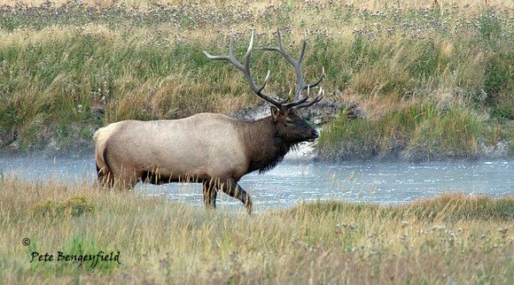 elk-4991-d