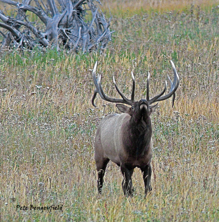 elk-4992-d