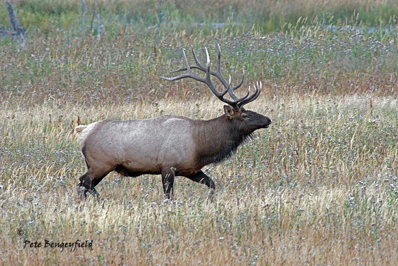 elk-4993-d