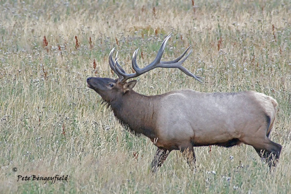elk-4994-d