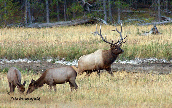 elk-4995-d