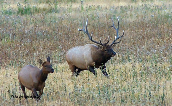 elk-4996-d