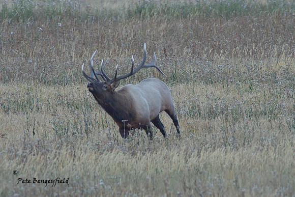 elk-4998-d