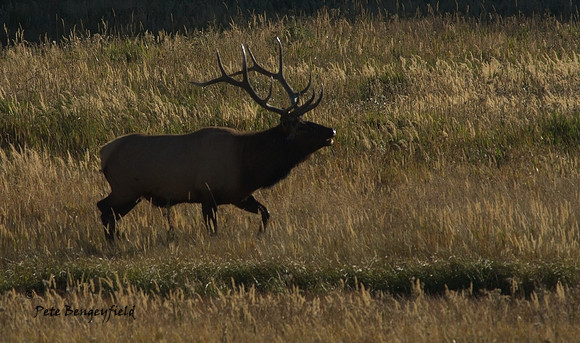 elk-5002-d