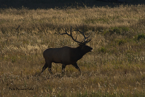 elk-5003-d