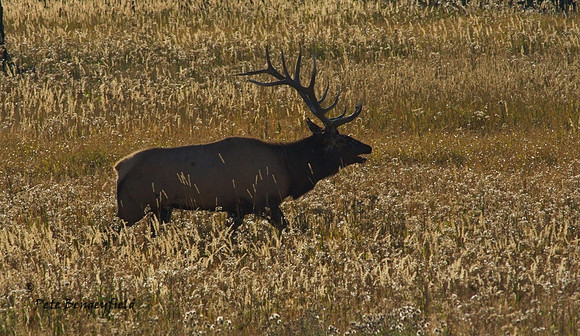 elk-5004-d