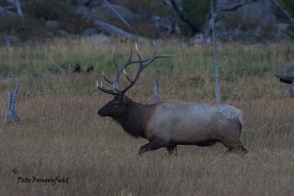 elk-5005-d