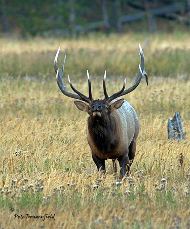 elk-5009-d