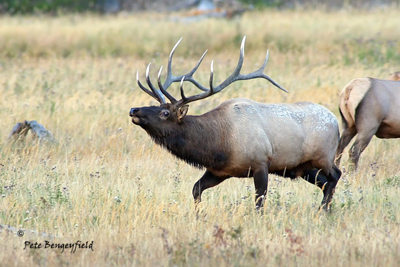 elk-5010-d