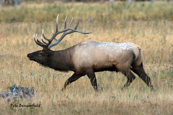 elk-5012-d