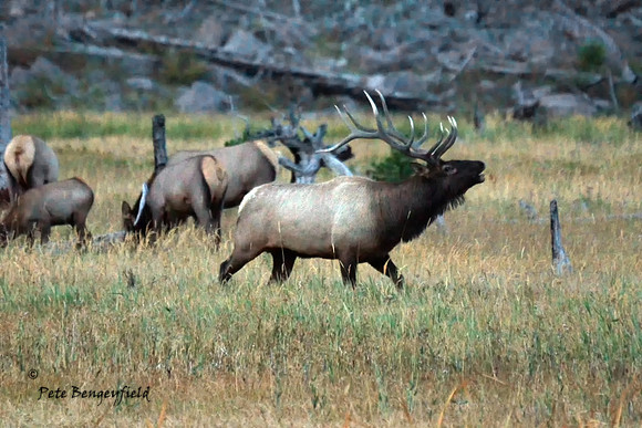 elk-5014-d