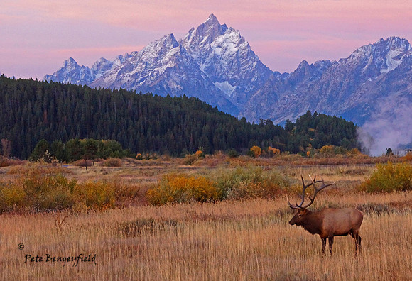 elk-5018-d