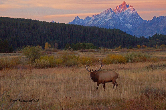 elk-5019-d