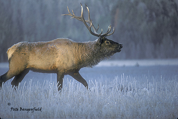 elk-0370-k
