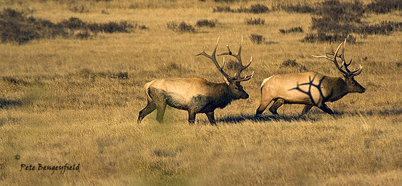 elk-4806-d