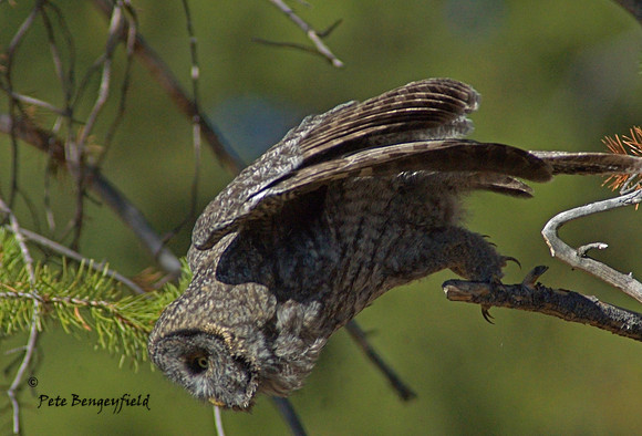 owl-542-d