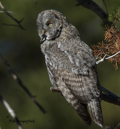 owl-543-d