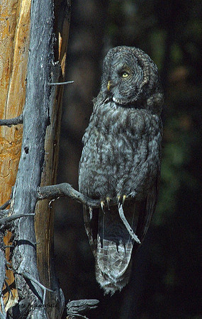 owl-539-d