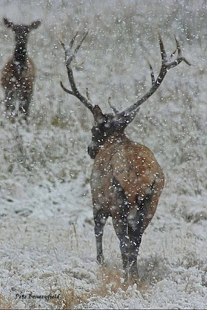 elk-4929-d