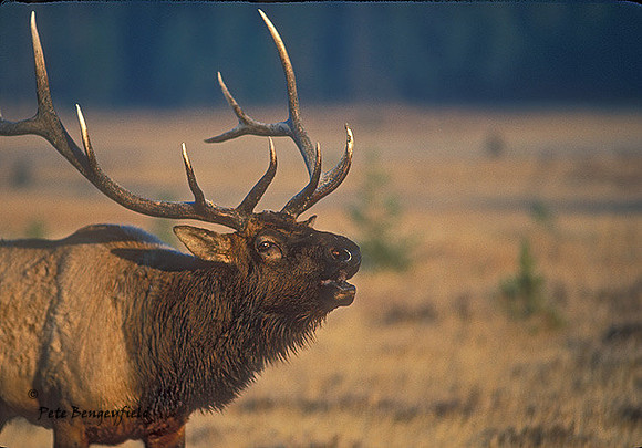 elk-1194-K