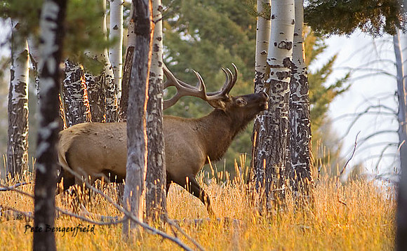 elk-4769-d