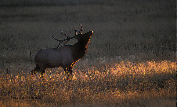 elk-4179-f