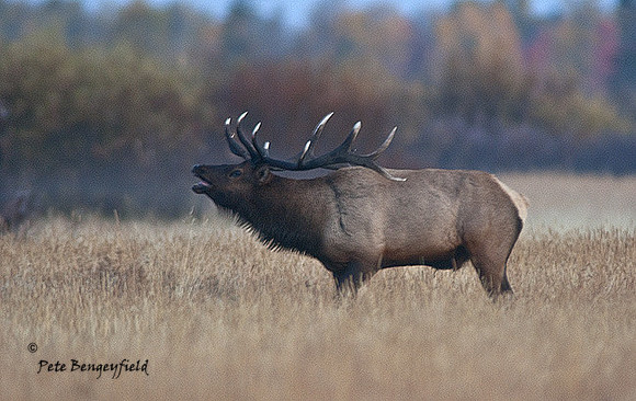 elk-4865-d