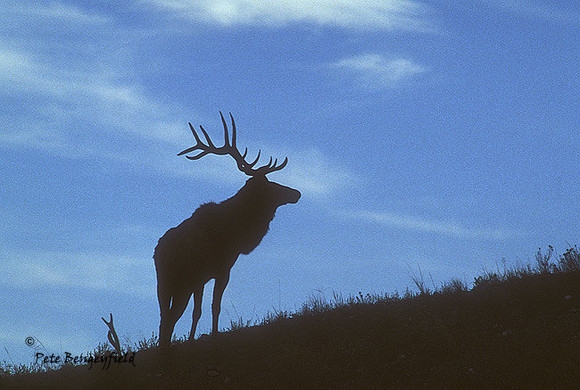 elk-1429-k