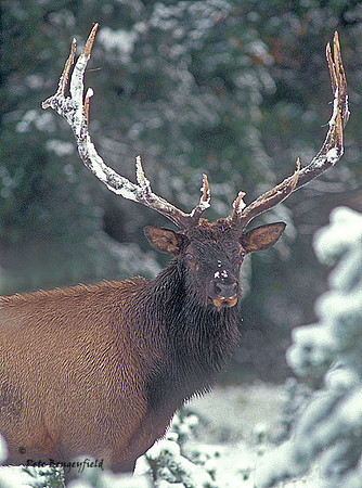 elk-2312-f
