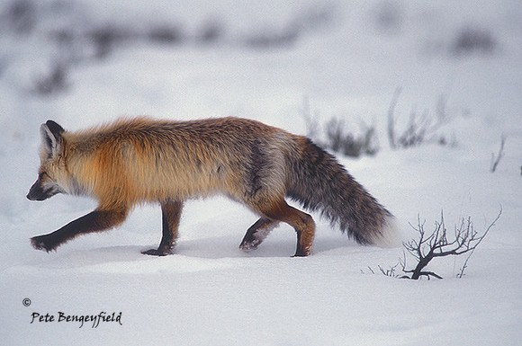 fox-282-f