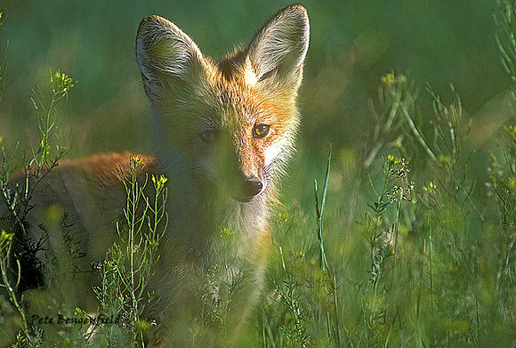 fox-036-k