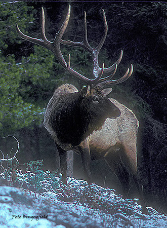 elk-0016-k