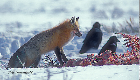 fox-307-f