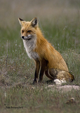 fox-394-d