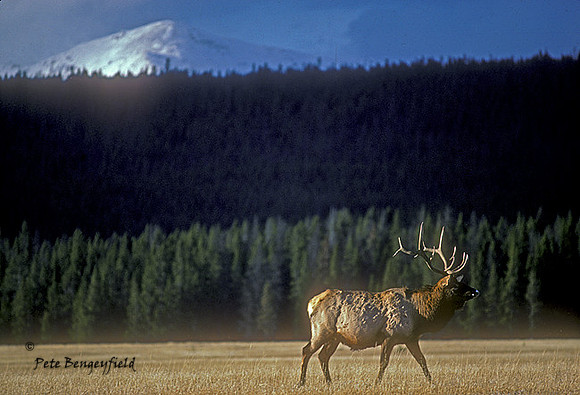 elk-0563-k